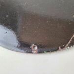 Vintage Black Cat Cigarettes Sign – Porcelain Tobacco Advertisement Gas Sign - Image 8